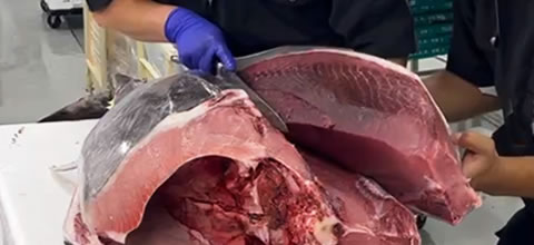 魚のプロフェッショナル